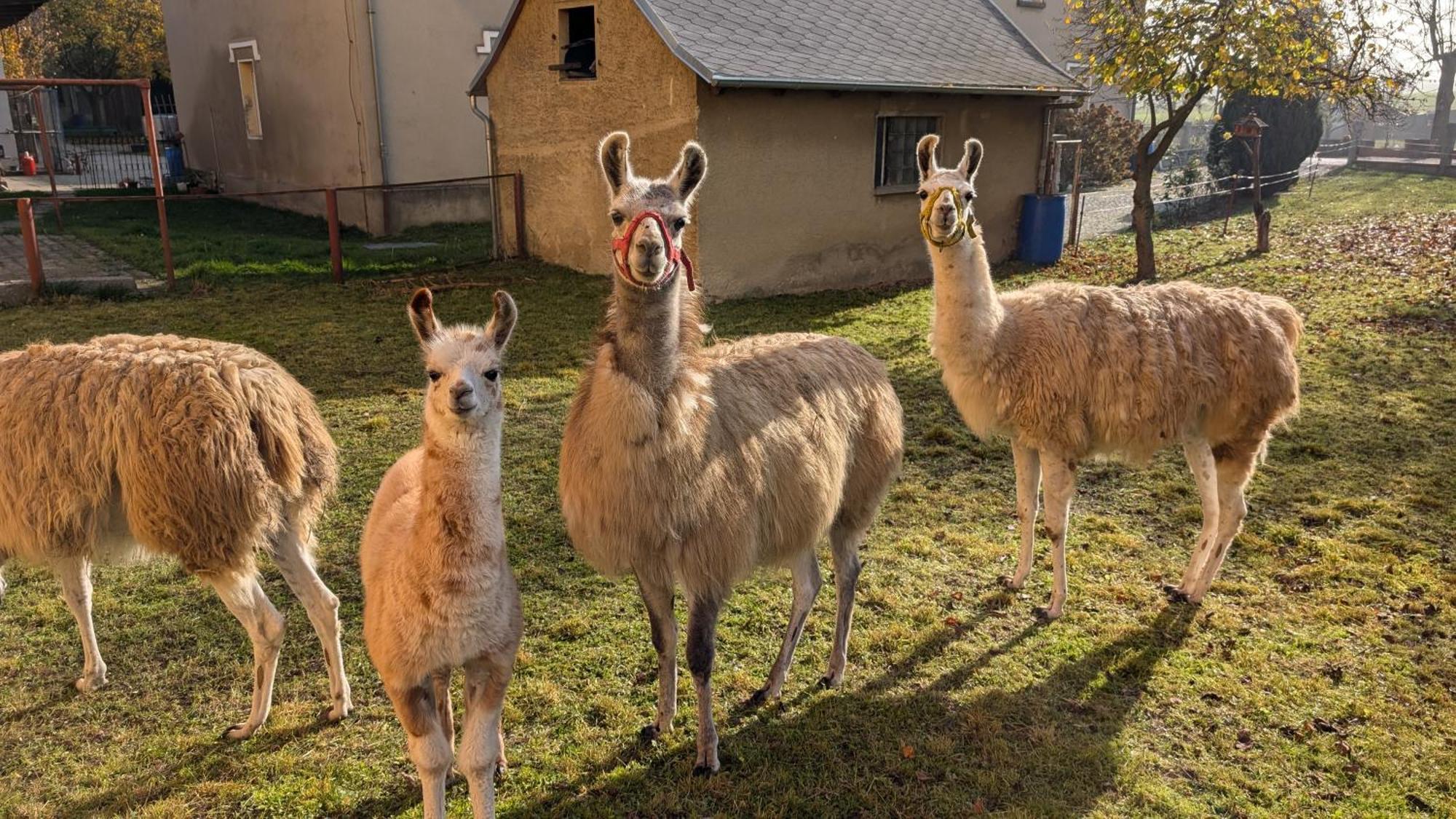 Ferienwohnungen Satkula Crostwitz Esterno foto